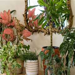 Optimal Indoor Spaces for Plant Growth: A Guide to Indoor Plant Care
