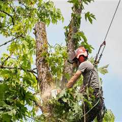 Understanding Tree Management: Pruning and Trimming Techniques for Different Tree Types