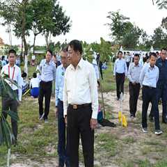 The Role of Tree Management in Environmental Conservation