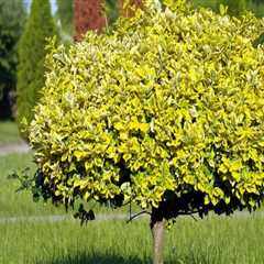 Effective Tree Management Techniques for Promoting Healthy Growth