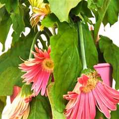 Effective Strategies for Reviving Indoor Plants After Shock