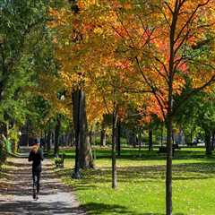 Essential Qualifications and Certifications for Choosing a Tree Management Company