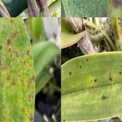 Essential Orchid Care Tips: Identifying and Preventing Common Pests