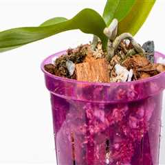 Essential Orchid Care Tips for Supporting Stem Growth