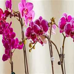 Essential Orchid Care Tips: Understanding Misting and More