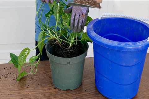 Choosing the Right Soil for Thriving Indoor Plants