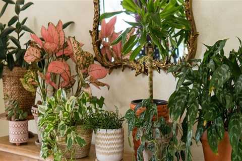 Optimal Indoor Spaces for Plant Growth: A Guide to Indoor Plant Care