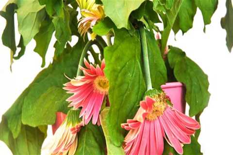 Effective Strategies for Reviving Indoor Plants After Shock