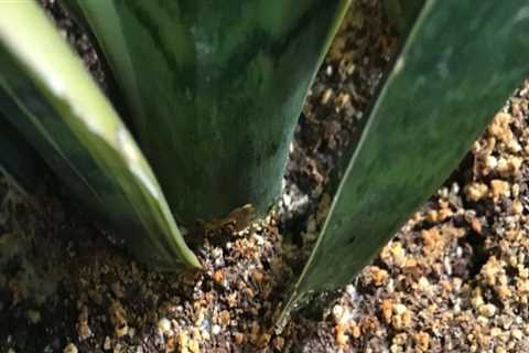 Recognizing When Your Indoor Plant Needs More Water