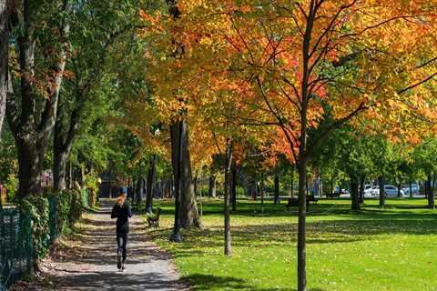 Essential Qualifications and Certifications for Choosing a Tree Management Company