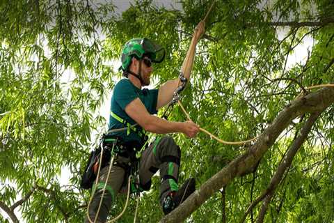 Understanding the Essential Role of Arborists in Effective Tree Management