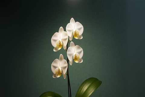 Enhancing Orchid Growth: The Role of Grow Lights in Orchid Care