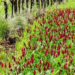 Enhancing Soil Fertility: The Role of Cover Crops