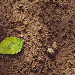 Debunking Myths: Understanding Soil Fertility Improvement