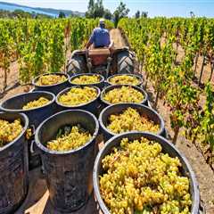 Exploring Effective Methods for Harvesting Grapes in Grape Farming
