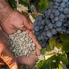 The Impact of Soil Quality on Grape Flavor and Wine Quality