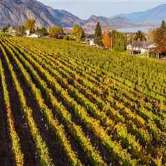 The Art and Science of Grape Harvesting: A Deep Dive into Grape Farming Practices