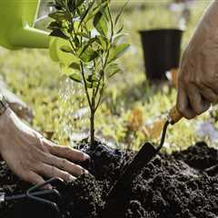 Replanting Trees: What to Consider After Branch Removal