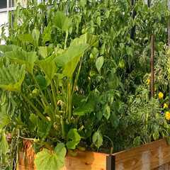 The Advantages of Raised Beds for Effective Garden Maintenance