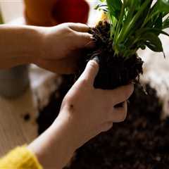 Identifying When Your Plants Need Repotting: Key Signs for Effective Garden Maintenance