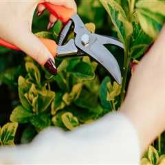 The Essential Role of Pruning in Effective Garden Maintenance