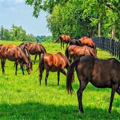 Effective Strategies for Managing Grazing Intensity to Enhance Pasture Health