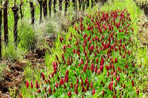 Enhancing Soil Fertility: The Role of Cover Crops