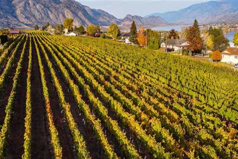 The Art and Science of Grape Harvesting: A Deep Dive into Grape Farming Practices