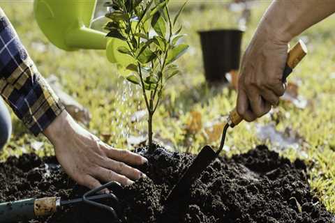 Replanting Trees: What to Consider After Branch Removal