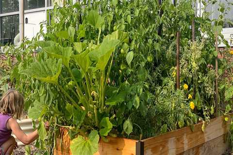 The Advantages of Raised Beds for Effective Garden Maintenance