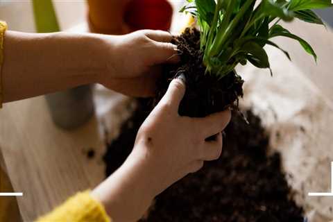 Identifying When Your Plants Need Repotting: Key Signs for Effective Garden Maintenance