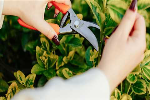 The Essential Role of Pruning in Effective Garden Maintenance