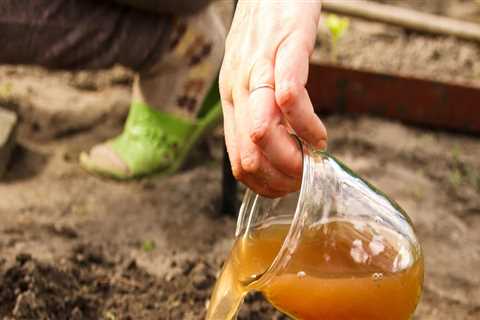 Choosing the Right Fertilizer for Your Vegetable Garden: A Guide to Effective Garden Maintenance