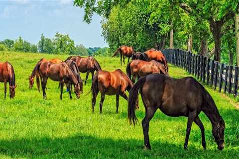 Effective Strategies for Managing Grazing Intensity to Enhance Pasture Health