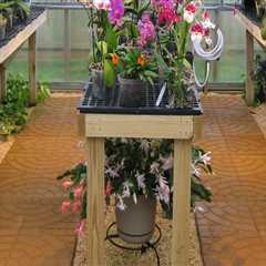 Orchid Gardening for Small Spaces with Smart Equipment Planning