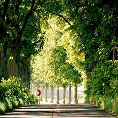 Enhance Grape Farming with Expert Tree Services