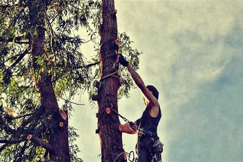 Sustainable Tree Care for Virginia Beach Farms