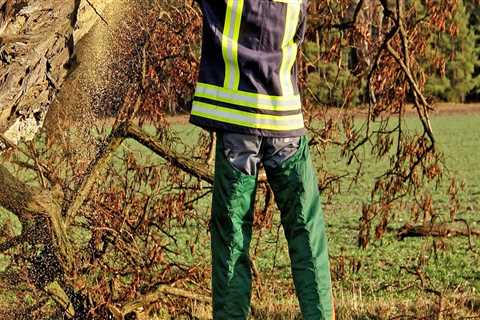 Enhance Soil Fertility with Professional Tree Services