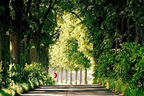 Enhance Grape Farming with Expert Tree Services