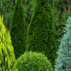 Exploring Popular Shrubs for Ornamental Gardening