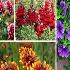 Exploring Popular Annuals for Ornamental Gardening