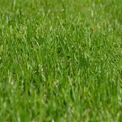 Enhance Your Lawn's Health with Core Aeration and Fertilization