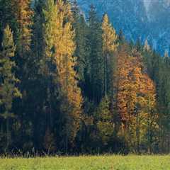 Enhance Land Health with Expert Pasture and Tree Care in Portland