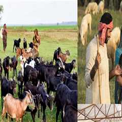 Exploring the Influence of Consumer Demand on Animal Husbandry Practices