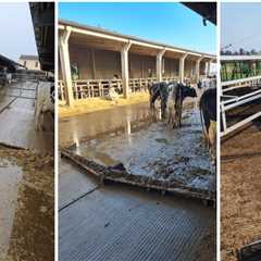 Effective Manure Management Practices in Dairy Farming