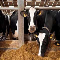Staying Ahead in Dairy Farming: How Farmers Keep Up with Industry Trends and Advancements