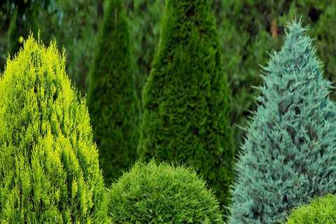 Exploring Popular Shrubs for Ornamental Gardening