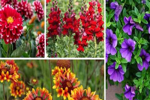 Exploring Popular Annuals for Ornamental Gardening