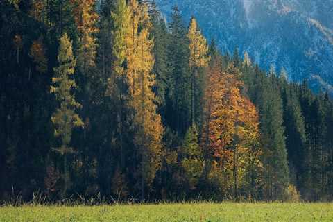 Enhance Land Health with Expert Pasture and Tree Care in Portland