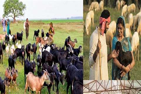 Exploring the Influence of Consumer Demand on Animal Husbandry Practices
